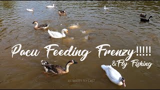 Pacu Feeding Frenzy Slow Mo & Pacu On Fly