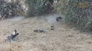 Adorable Newly Born Wild Dog Puppies | Great Plains Conservation