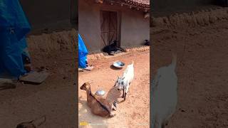 VILLAGE GOAT FARMING #goat #bakri #trandingshorts