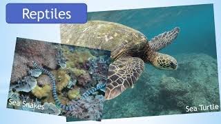 All About Ocean Habitats | Ocean Animals for Kids | Hands-On Education