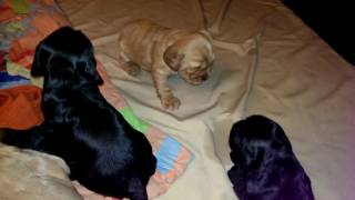 New Generation Cocker Spaniel Puppies