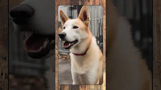 Canaan Dog, Breed Spotlight Shorts #canineenrichment #doglover #dog #caninebehavior