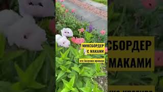 МИКСБОРДЕР С МАКАМИ. Оформление клумбы.