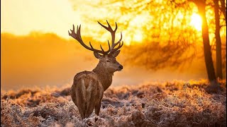 Deer Meat Roast