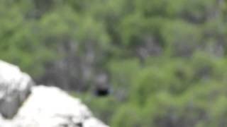 Blue Rock Thrush,Bocquer Valley,Mallorca 20 may 2012.mov