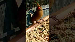 Cardinal Bird feeding in backyard #birds #birdsong #forestbirdsong #nature #birdsounds #birdsongs