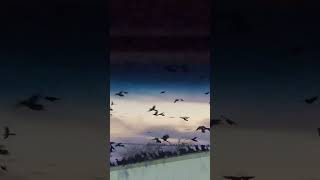 crows swarm truck stop