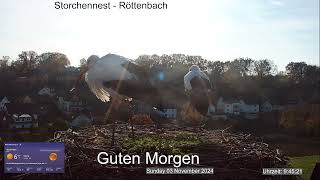 2024 11 03 Storchennest Röttenbach, Guten Morgen, beide Röttis genießen die Morgensonne👍🤣🤣🤣