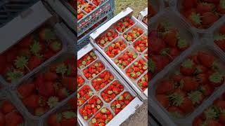 А мы собираем вкусную и крупную ягоду 🍓🍓🍓 #лето2024 #сад #клубника