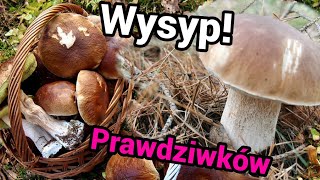 Grzybobranie 2024 - grzybiarze przyjdą w weekend, my zbieramy teraz Prawdziwki