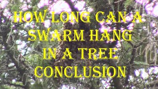 How long can a swarm hang in a tree conclusion