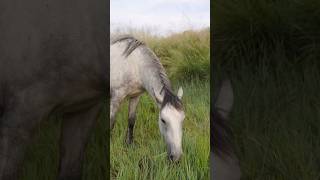 Beautiful Horse #horse #animals