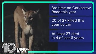 2-year-old Florida panther hit, killed by car