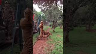 Tiger jumps to catch meat fimed in slow motion #wildlife