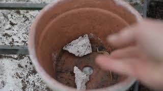 Planting Up the Pots - Brigitte Girling