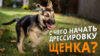 Дрессировка щенка - с чего надо начинать!