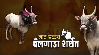 महाराष्ट्र बैलगाडा शर्यत |  १ नंबर च्या शर्यती | नक्की पहाच 360° विडिओ