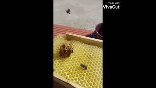 ملكة النحل وهي  تخرج من العش🐝🥰🥰🥰🥰🥰🥰🥰🥰🥰🥰🥰🥰🥰🥰🥰🥰🥰🥰🥰🐝