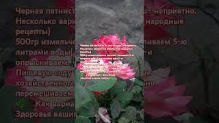 ❤Розы.#цветы #gardenflowers #rose #сад🥀#дача🌿