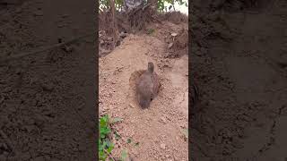 Teetar #greyfrancolin