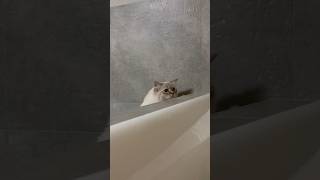 she wants to see what‘s in the bathtub 😅🐾