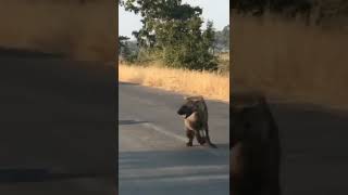 Lion attack on Hyena in kruger national park #shorts #lionvshyena