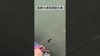 貢寮水溝發現射水魚