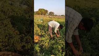 టమోటా #shortvideo #tomoto  #agriculture