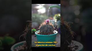 ¿SABÍAS ESTO DE LOS CACTUS? #youtubeshort #viralshort #cactus #sabiasque #curiosidades