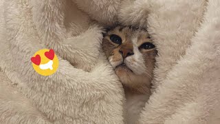 😂 Funniest Cats and Dogs Videos 😺🐶 || 🥰😹 Hilarious Animal Compilation №513