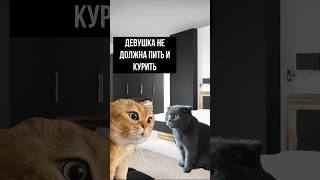 Котики не должны курить #мемныекоты #прикол #смех #котики #юмор #shorts