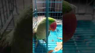 parrot 🦜🦜🦜