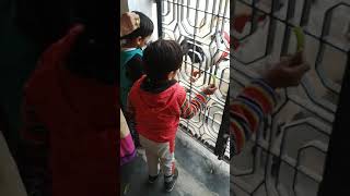 Cute Twin Baby Boys playing with goats 😁 | My Life With Twins #fun #masti