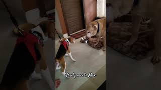 5 months Beagle puppy meets adult Labrador |Fredy meets Max|#Shorts