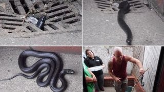 Shudders. GIANT Mexican King snake emerges in couple's back yard