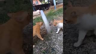 Funny cat moments #cat #pets #shorts