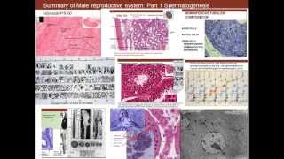 16. Medical School Histology. Male Reproductive System - Part 1 - Spermatogenesis