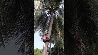 A Boy Climbing Coconut Tree ! #coconut #viral #trending #shorts