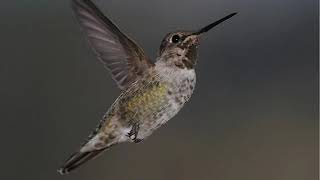 ANNA'S HUMMINGBIRD . . .