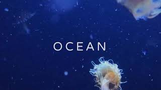 Berlin Aquarium - Ocean