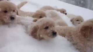 Butternut Goldens   Fun in the Snow with 15 Puppies