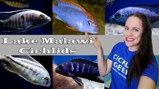 NEW LAKE MALAWI CICHLIDS : Mbunas, Haps & Predators