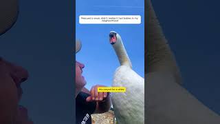 The swan that was stuck in this fence has been rescued and then #animalshorts #shortvideo