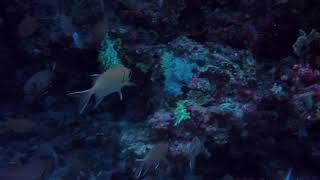 Scuba Diving at Okkube Thila, Maldives with #SaltyBoneDivers