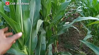 Perkembangan tanam jagung ex replanting sawit #tanamjagung #budidayajagung #jagung