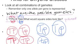 Biol 107 Tutorial two gene cross gametes