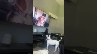 Dumb dog barks at animals on the tv part 2