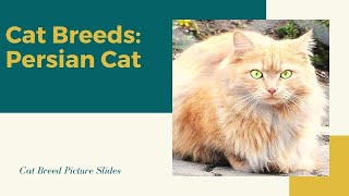 Persian Slides - Cat Breeds