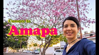 Amapa (Tabebuia rosea)| Rosamorada| Conoce este hermoso árbol Sinaloense