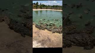 Working every day ! You need this job , Feeding to crocodile at farm #crocodile #short EP20